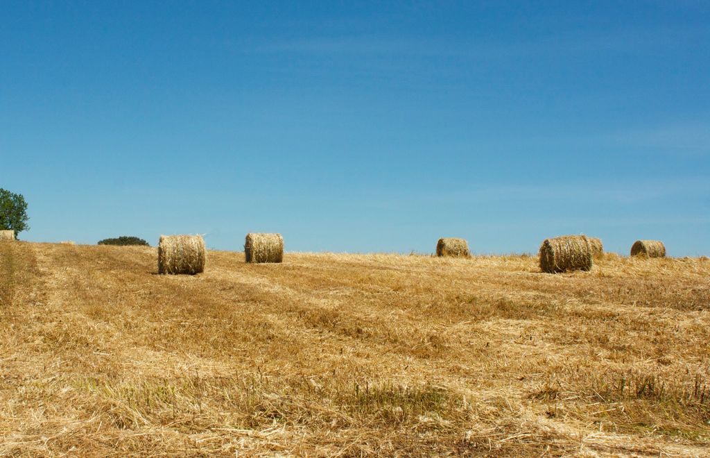 Farmstead